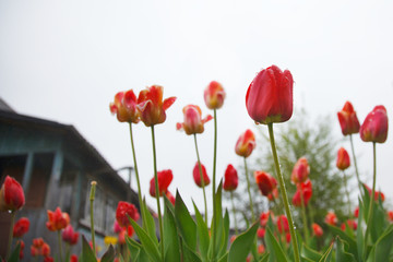 Naklejka premium Red tulips after the rain and the village house