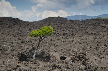 Tree on a field of solidified lava.