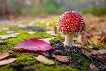 Red toadstool Amanita muscaria  © SebbPL