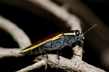 Beetle on a branch in the Conguillio National Park.