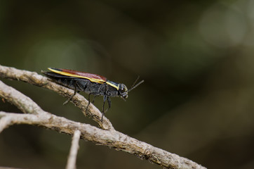 Beetle on a branch in the Conguillio National Park.