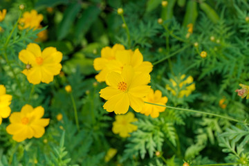 yellow flowers in the garden, yellow flowers background