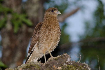 Chimango caracara Milvago chimango in the Conguillio National Park.