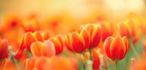 Deurstickers Oranje oranje tulpen op een groene achtergrond, bloeiend in het voorjaar en de bloemen zijn meestal groot, zo mooi in de tuin