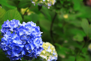 Beautiful hydrangea blooming freshly in the clear air of the morning after rain