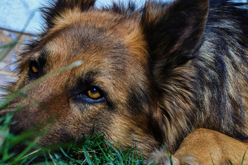  Lying sad dog. Shows all his love for the owner. Fluffy domestic dog.