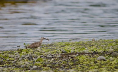 Whimbrel with a crab in the coast.
