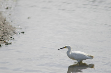 Snowy egret Egretta thula in the coast.