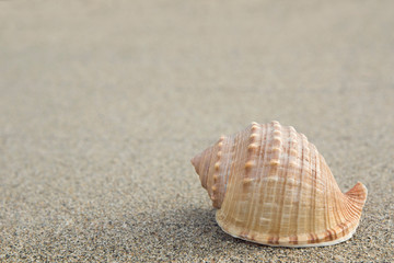 beautiful one shell The spiny bonnet or helmet shell (Galeodea echinophora ) on the sand.space for your text.