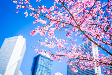 東京 春の風景 桜と高層ビル ~ Spring scenery in Tokyo ~