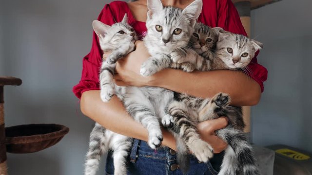 four Kittens being held by woman. Woman Holding four Kittens. Woman holding a cat. girl with a cat in her arms.