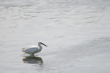 Snowy egret Egretta thula in the coast.