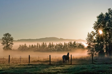 Fototapeta na wymiar Misty Morning Enumclaw Washington Sunrise Horse