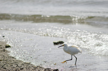Snowy egret Egretta thula in the coast.