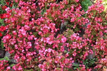 Beautiful border begonia flowers planted on a flowerbed in a city park