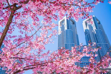 Fotobehang 東京 桜 サクラ 都庁 高層ビル SAKURA Cherry Blossoms © 拓也 神崎