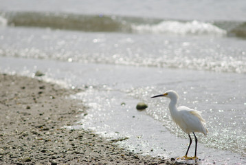 Snowy egret Egretta thula in the coast.