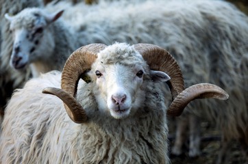 animal