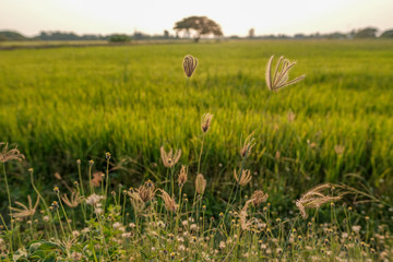 field of rice background, field of wheat background