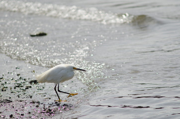 Snowy egret Egretta thula in the coast.