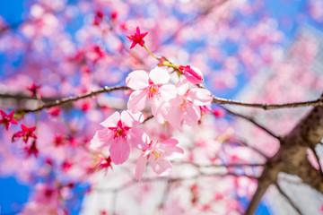 Fototapeta na wymiar Symbol of spring in Japan SAKURA Cherry Blossoms