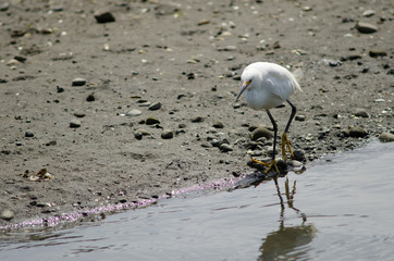 Snowy egret Egretta thula in the coast.