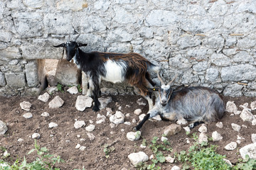 Goats grazing in Sicily