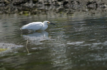 Snowy egret Egretta thula in the coast.