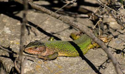 A beautiful green lizard - Lacerta viridis, that lives in Europe