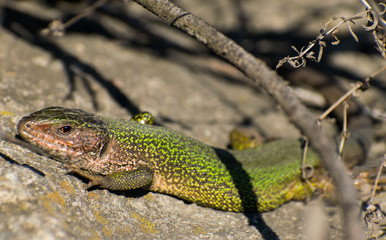 A beautiful green lizard - Lacerta viridis, that lives in Europe