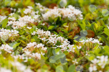 background natural tree with bokeh effects