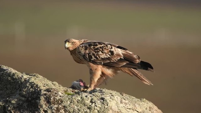 aguila imperial