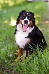 Portrait of large well-kept dog Berner Sennenhund sitting on side of lawn in green spring grass, in park