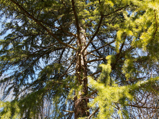 Cedrus deodara | Jeune cèdre de l'Himalaya à port élégant, branches semi-horizontales, rameaux et pousses terminales tombantes, feuillage velouté bleu-vert, écorce lisse et grisâtre