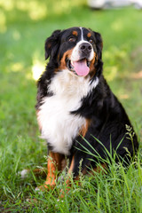 Portrait of large well-kept dog Berner Sennenhund sitting on side of lawn in green spring grass, in park