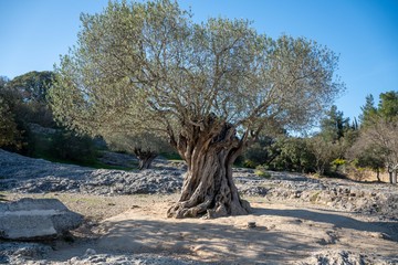 Abres olivier du gard