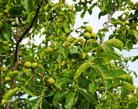 Young green fruits of a walnut on a tree in a collective farm garden