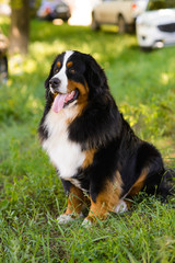 Portrait of large well-kept dog Berner Sennenhund sitting on side of lawn in green spring grass, in park