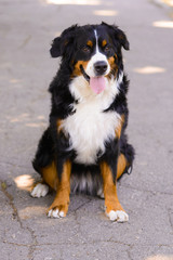 Portrait of happy large luxurious well-groomed Berner Sennenhund dog sitting on an asphalt road