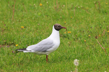 A beautiful gull walks through the green grass
