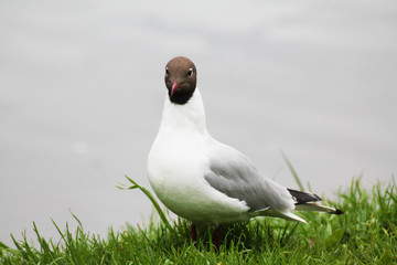 Beautiful gull flaunts on the background of the lake and green grass