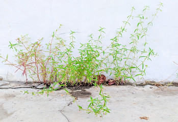 plants that grow on walls, mosses grow in white buildings