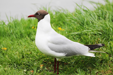 A beautiful gull looks into the distance on the blue surface of the lake.