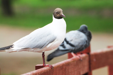A beautiful gull wants to be friends with a dove
