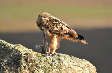 aguila imperial