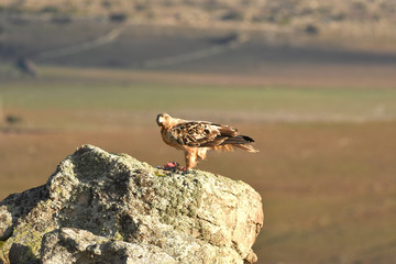 aguila imperial