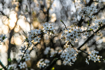 Weiße Kirschblüten Blüten im Frühling Spring