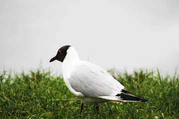 A pensive gull stands on the river bank