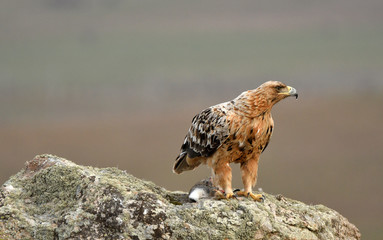 aguila imperial