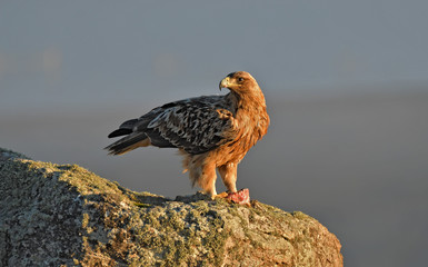 aguila imperial